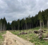 Etica e gestione attiva delle foreste