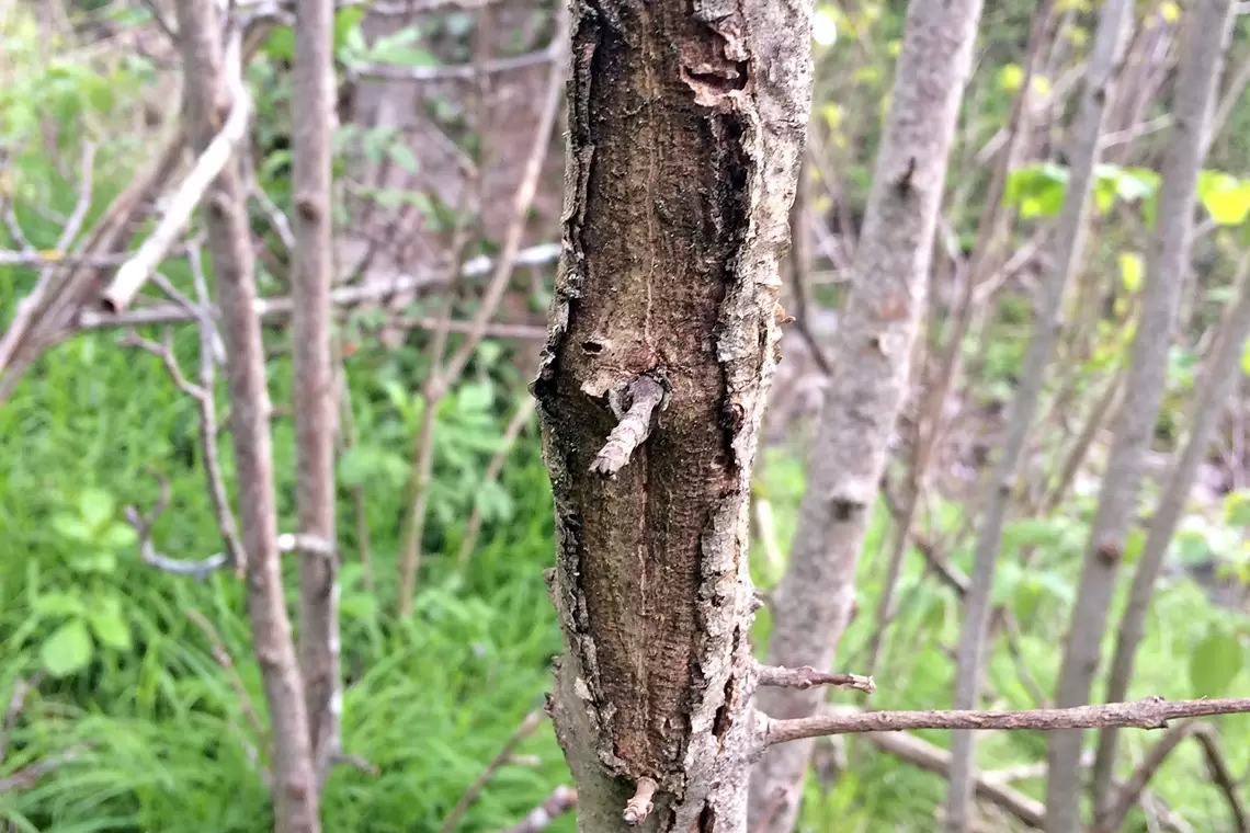 Hymenoschyphus fraxineus. Disseccamento del frassino europeo