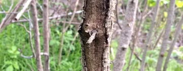 Hymenoschyphus fraxineus. Disseccamento del frassino europeo