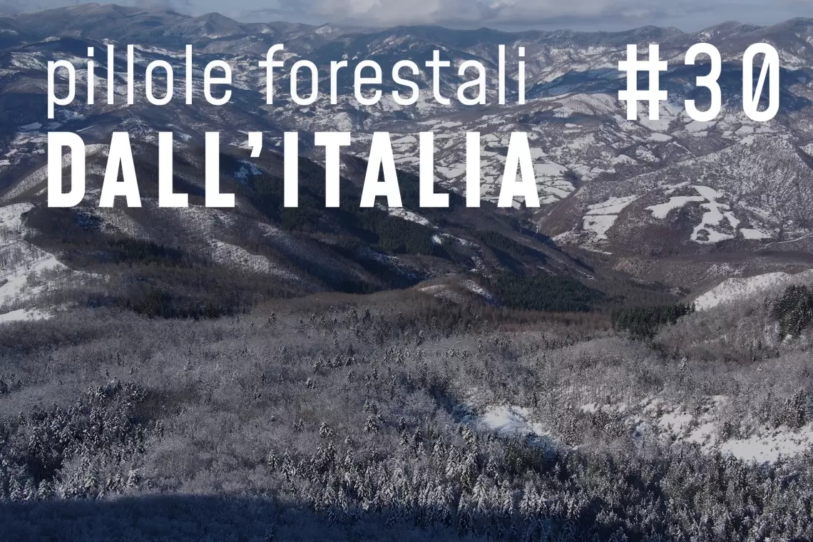 Pillole forestali dall’Italia #30 - Politiche forestali in cammino e altre notizie di dicembre