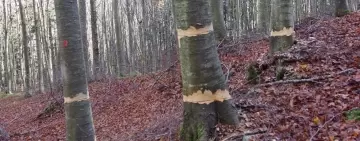 Effetti della cercinatura sull’incremento della necromassa