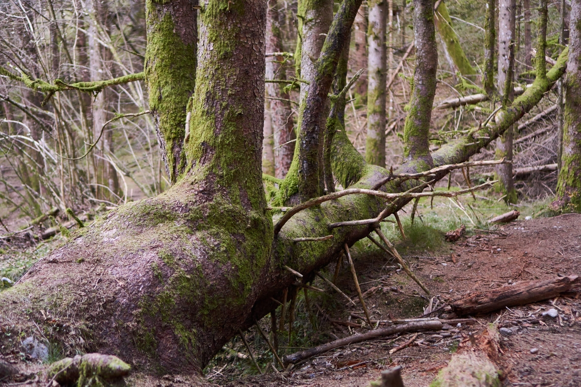 Nuovo video: gli alberi del Vajont