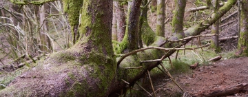 Nuovo video: gli alberi del Vajont