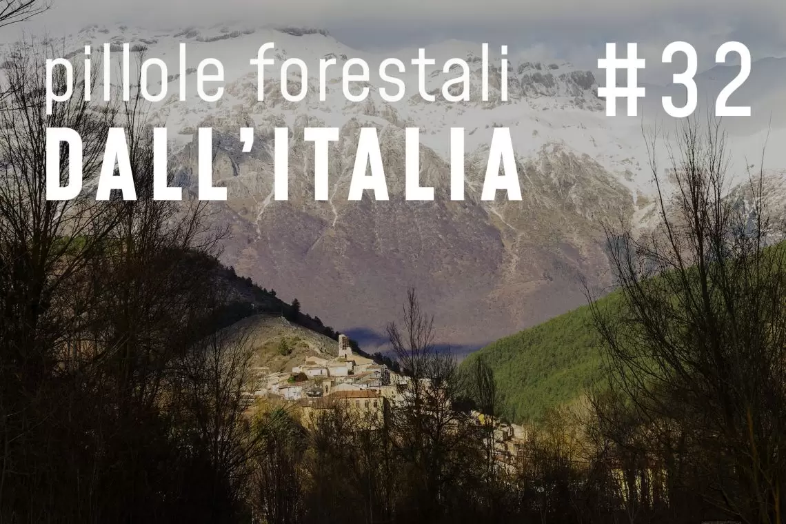 Pillole forestali dall’Italia #32 - Politica, legno, comunicazione e altre notizie di febbraio