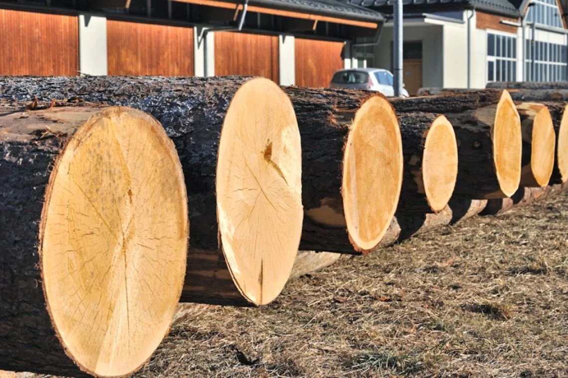 Asta di legname di pregio nella foresta demaniale di Paneveggio