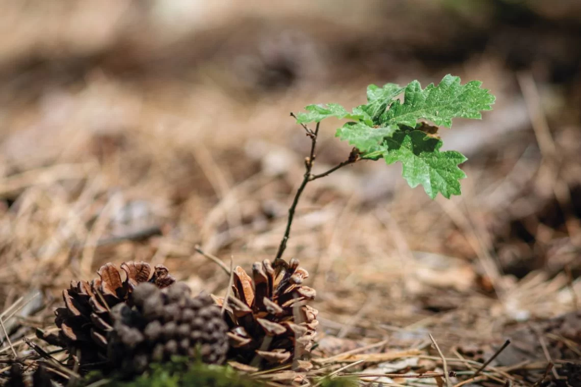 Sherwood #269 - Gestione “più vicina alla Natura”