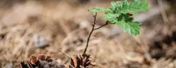 Come rendere “più vicina alla Natura” la selvicoltura praticata?