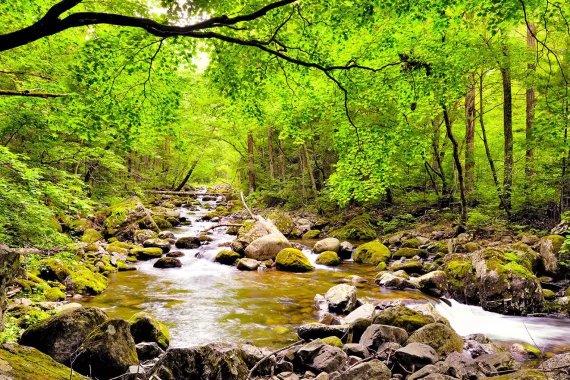 LIFE ProForPES: un progetto per sviluppare i pagamenti per i servizi ecosistemici