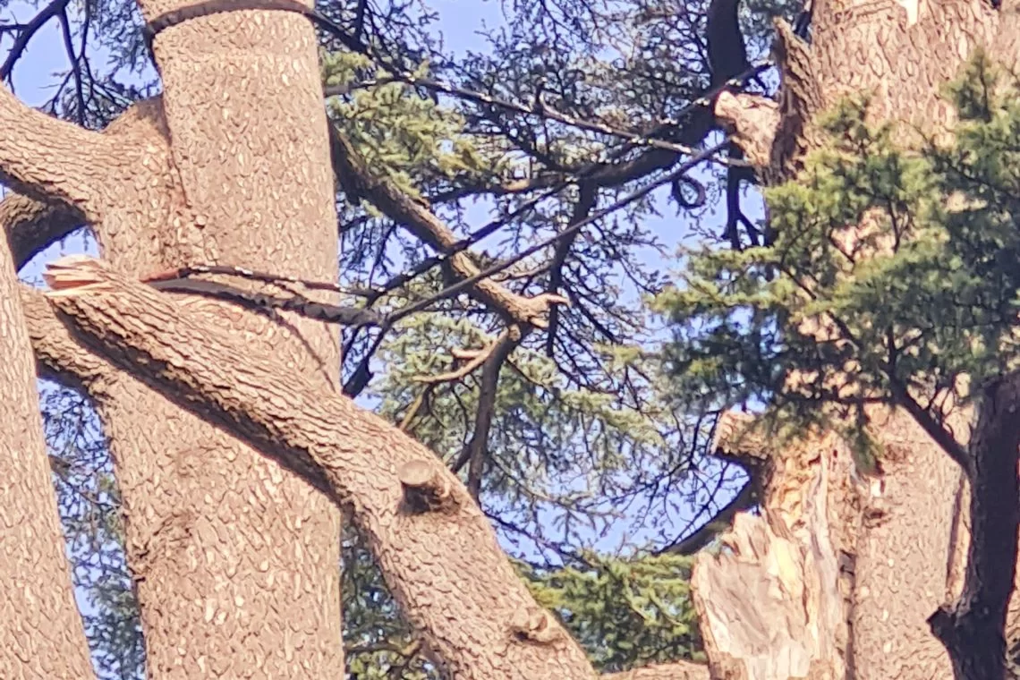 Tecnica di ancoraggi di arboricoltura