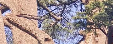 Ancoraggi in arboricoltura: sinergia tra tecnico valutatore e arboricoltore