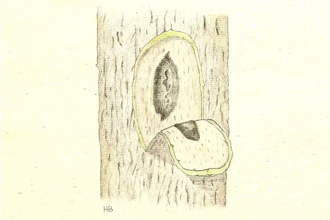 Tracheomicosi delle querce
