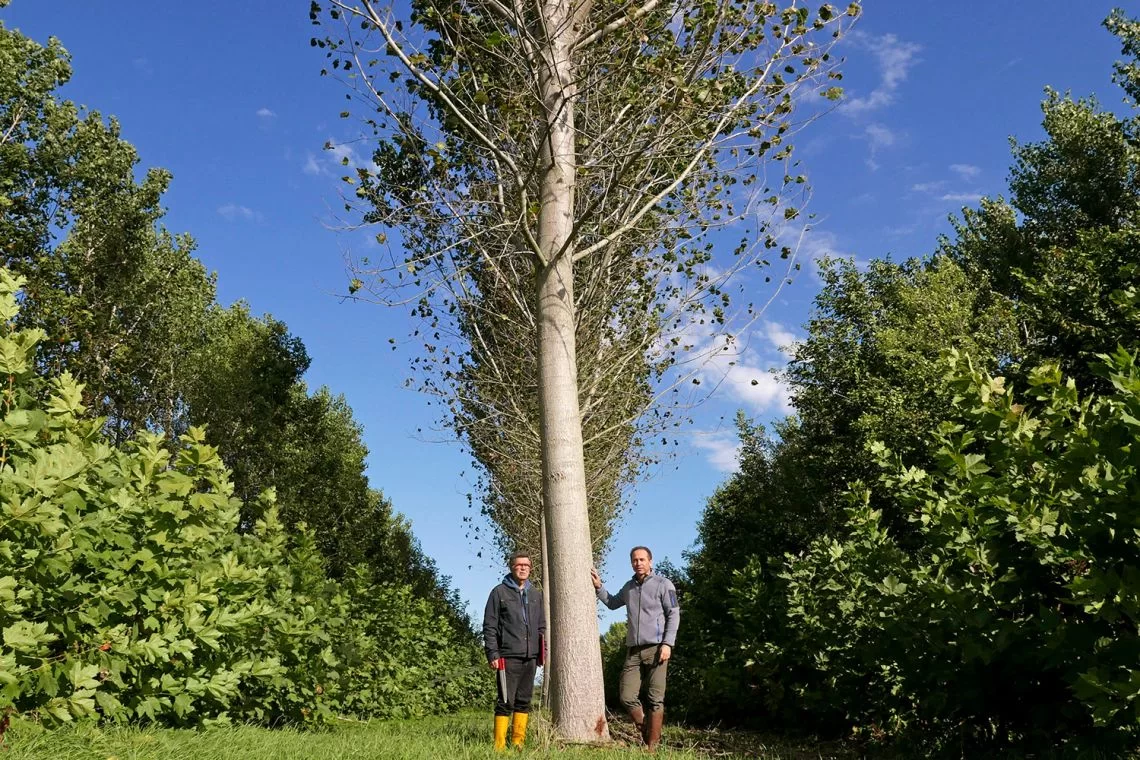 Crisi climatica e alberi: meglio fare arboricoltura da legno che "boschetti”!