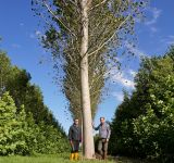 Crisi climatica e alberi: meglio fare arboricoltura da legno che 