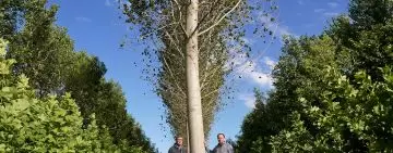 Crisi climatica e alberi: meglio fare arboricoltura da legno che 