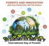 Giornata internazionale delle foreste 2024: la FAO ci invita a riflettere sull'innovazione in campo forestale