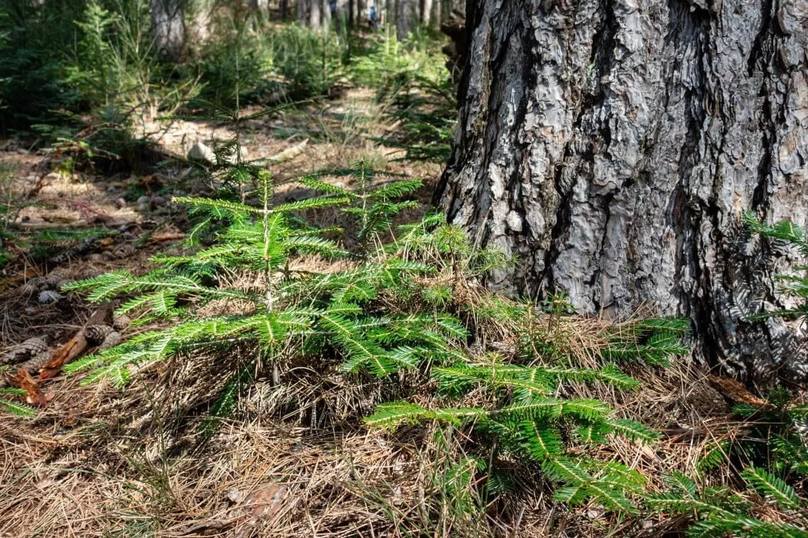 Manifesto per una Selvicoltura più vicina alla Natura