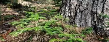 Manifesto per una selvicoltura più vicina alla Natura