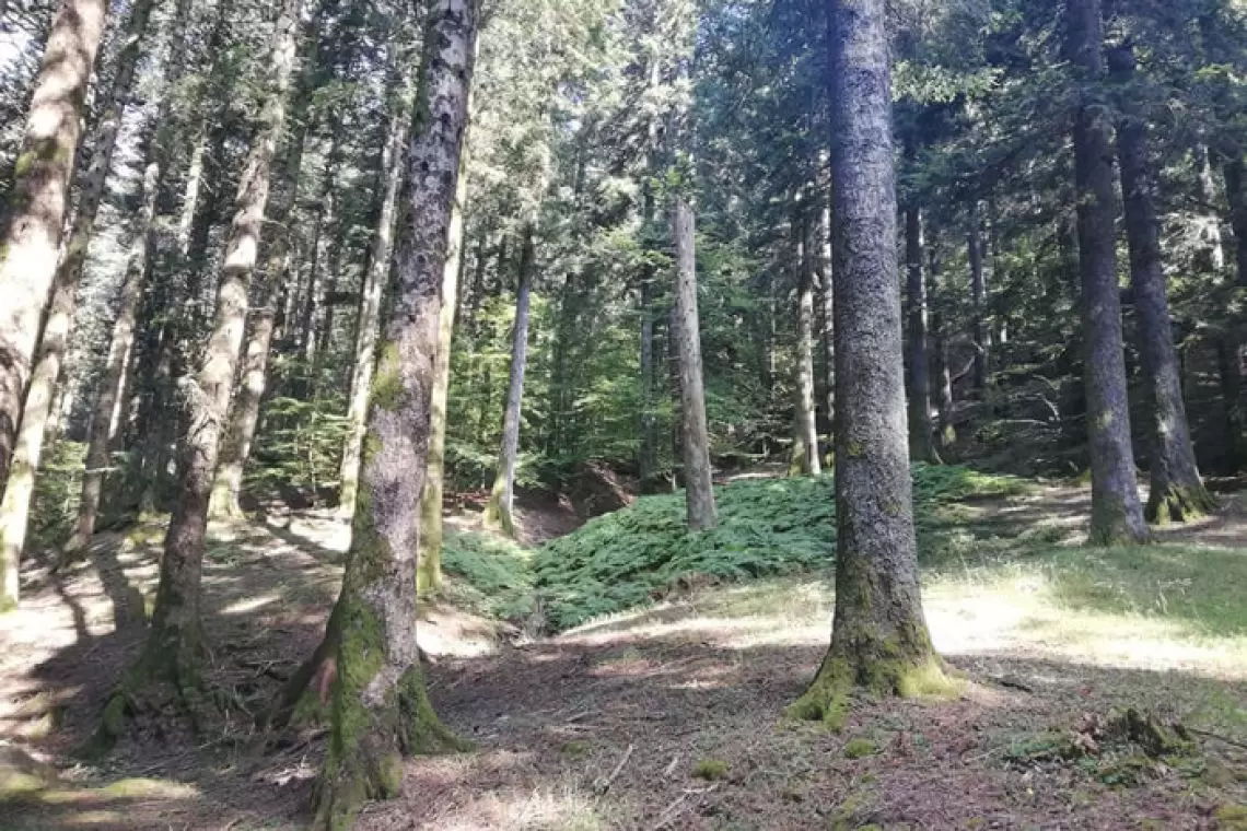 Progetto A.BI.E.S - Abete Bianco Edifici Storici