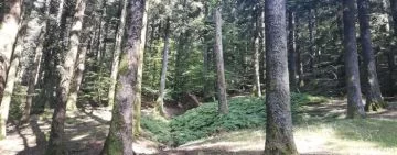 Progetto A.BI.E.S - Abete Bianco Edifici Storici