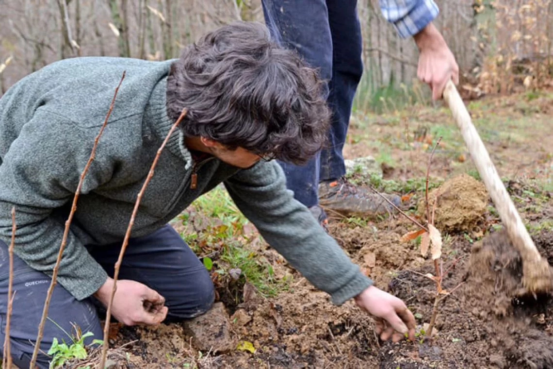 castagneto didattico AUSF Firenze