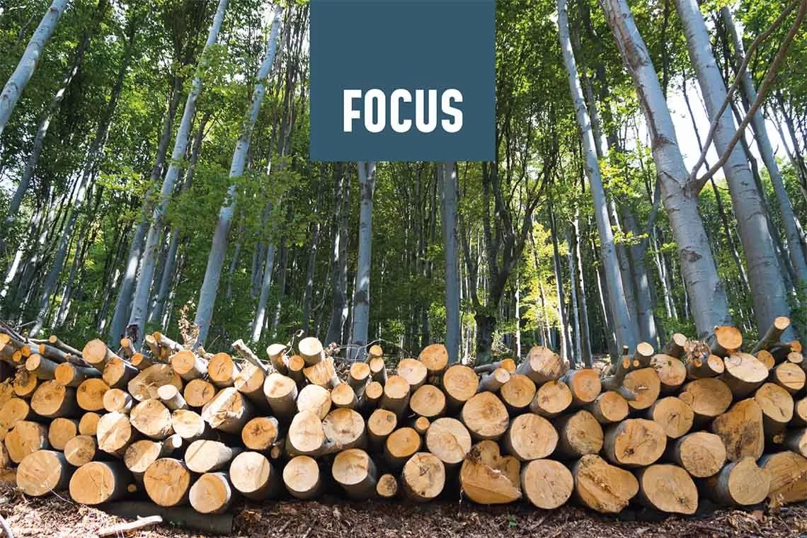 Legno: la chiave per una gestione forestale continua