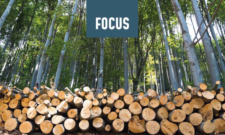 Legno: la chiave per una gestione forestale continua 