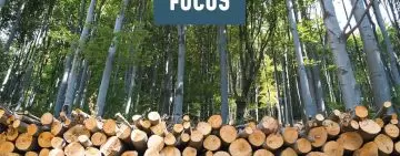Legno: la chiave per una gestione forestale continua