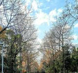 ArborWebinar: formazione online per arboricoltori e responsabili del verde urbano