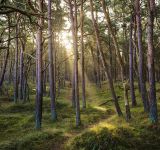 Ecobase, leader nei progetti di forestazione per il carbonio