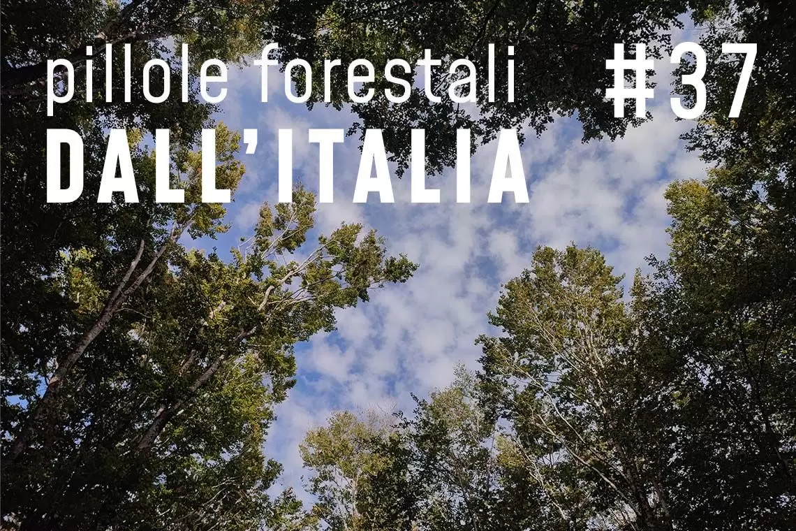 News forestali in pillole dall'Italia - Maggio 2024