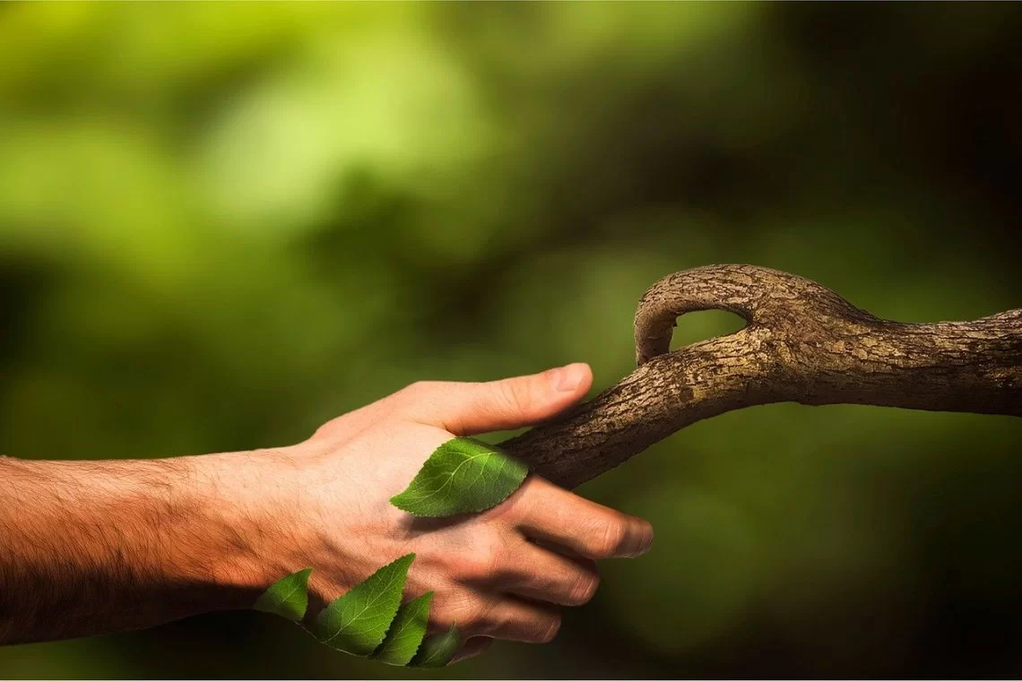 Umanizzare alberi e natura