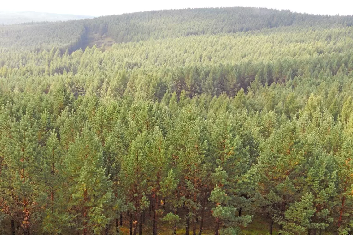 Piantare alberi è sempre una buona strategia?
