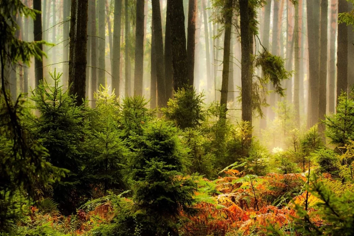 Umanizzare alberi e natura