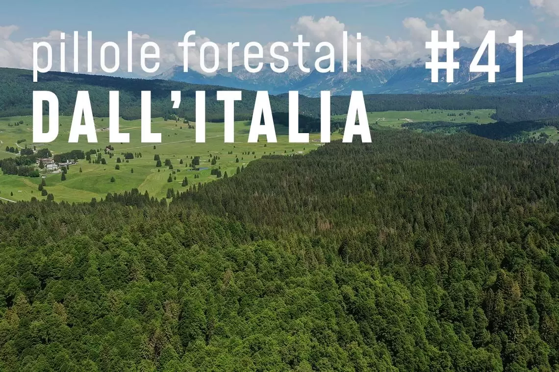 Pillole forestali dall’Italia #41 - Monitoraggi, nuove visioni e altre notizie di luglio