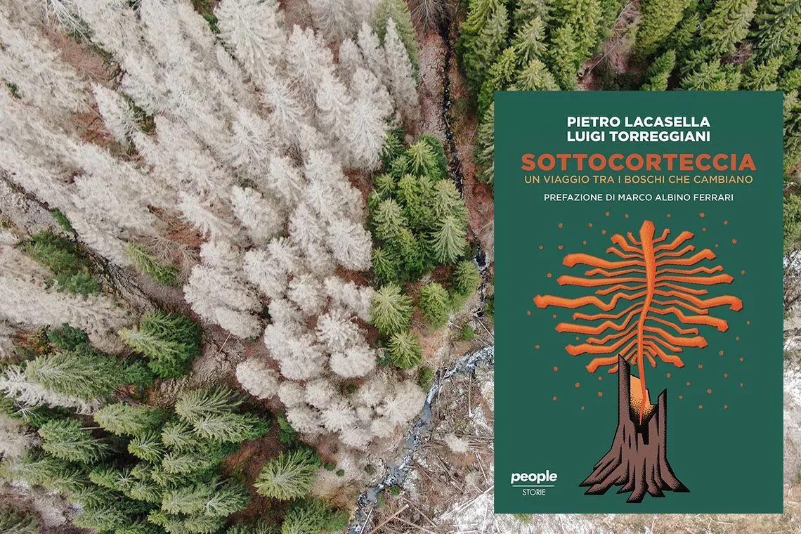 Sottocorteccia bostrico