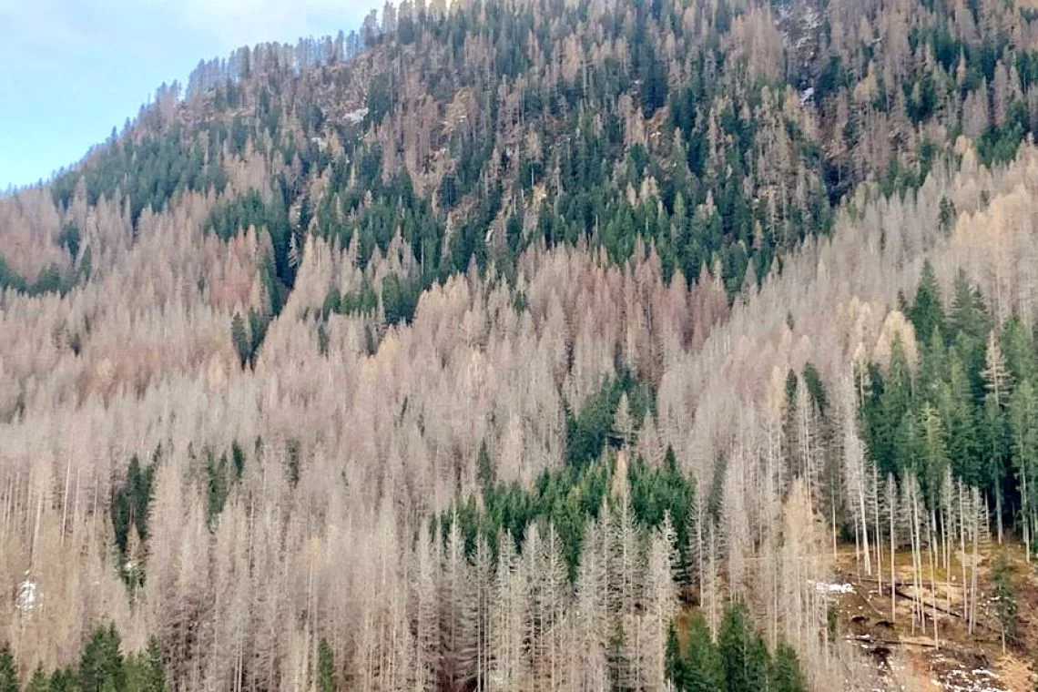 Bostrico: una nuova ordinanza stabilisce misure fitosanitarie comuni per il contenimento dell'infestazione