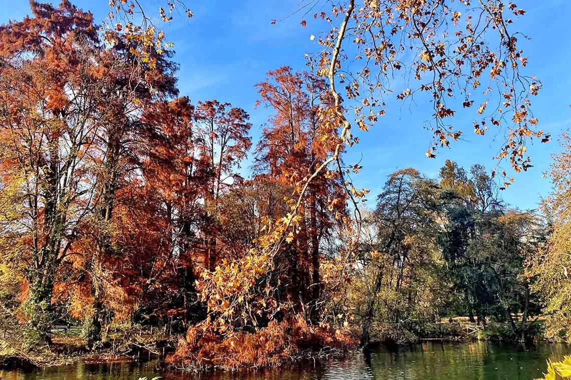 Alberi e Foreste urbane per la salute pubblica nel nuovo Policy Brief di EFI