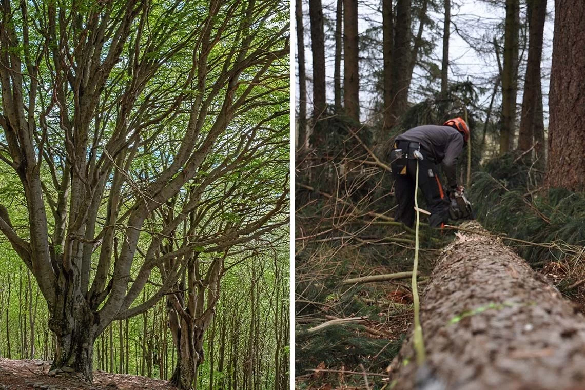 boschi monumentali cantieri forestali