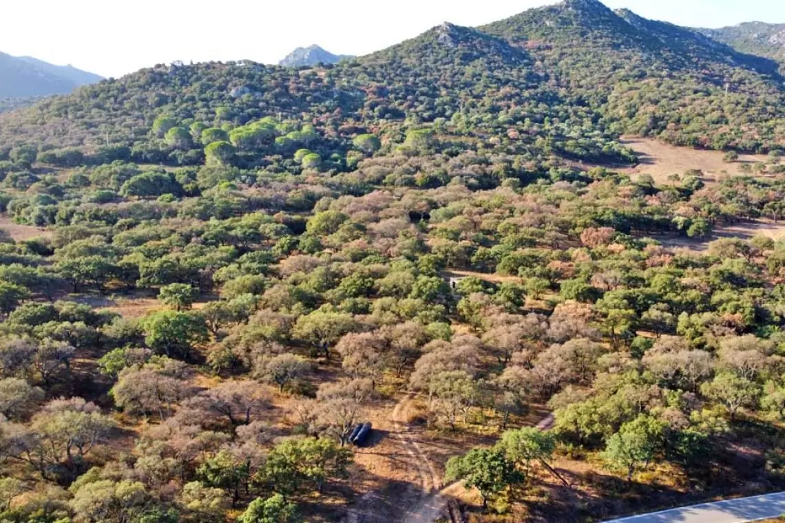 Emergenza ambientale in Sardegna: il deperimento della quercia da sughero