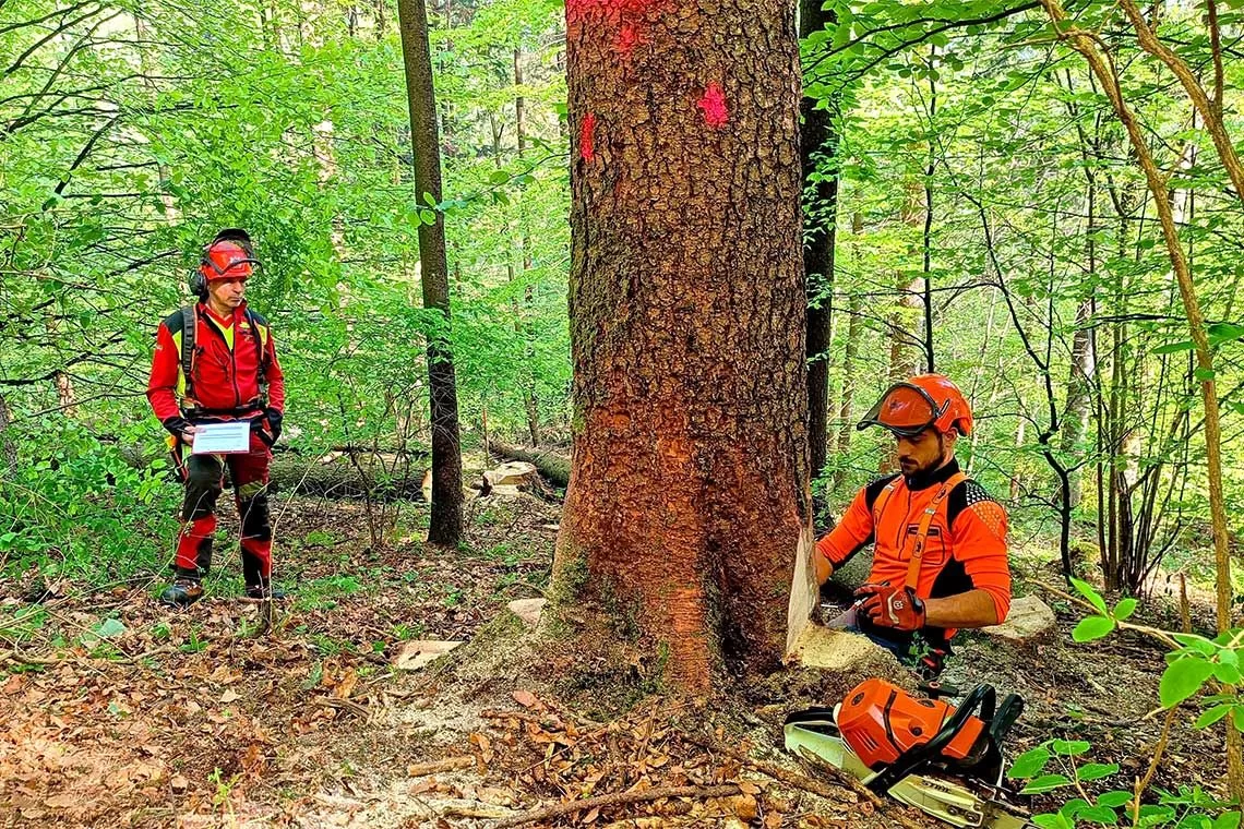 Formazione per la montagna: arriva il corso IFTS per esperto forestale
