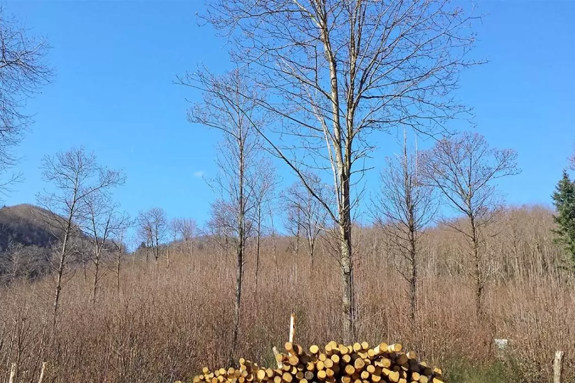 Un appello dal Congresso SISEF: "Creiamo un gruppo di lavoro per il futuro della castanicoltura da legno"