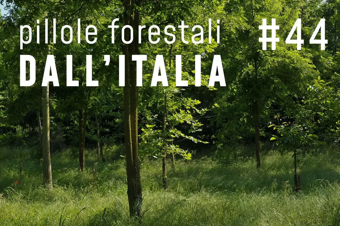 Pillole forestali dall'Italia puntata 44