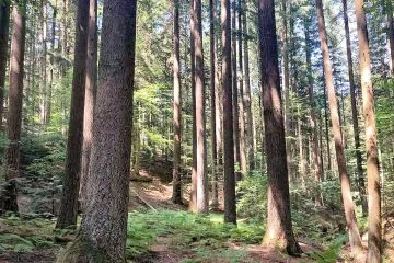 Le foreste al centro della tesi. PEFC Italia premia gli elaborati migliori 