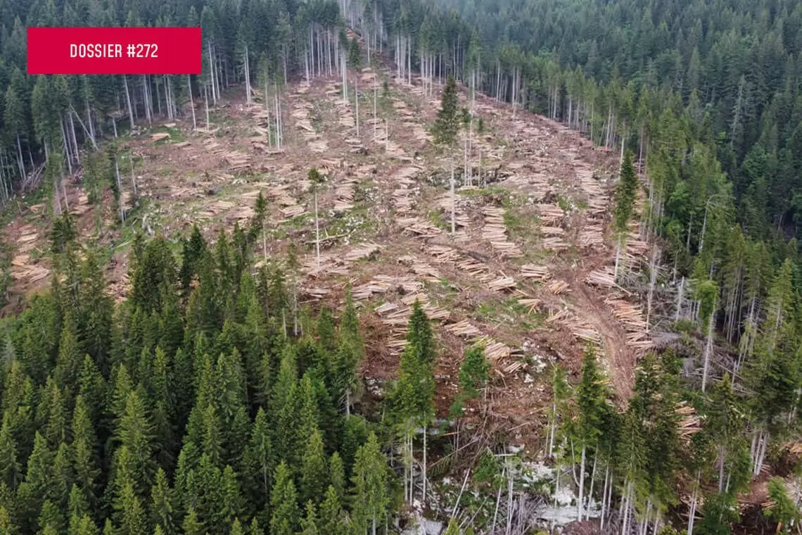 Grandi cantieri post Vaia e bostrico