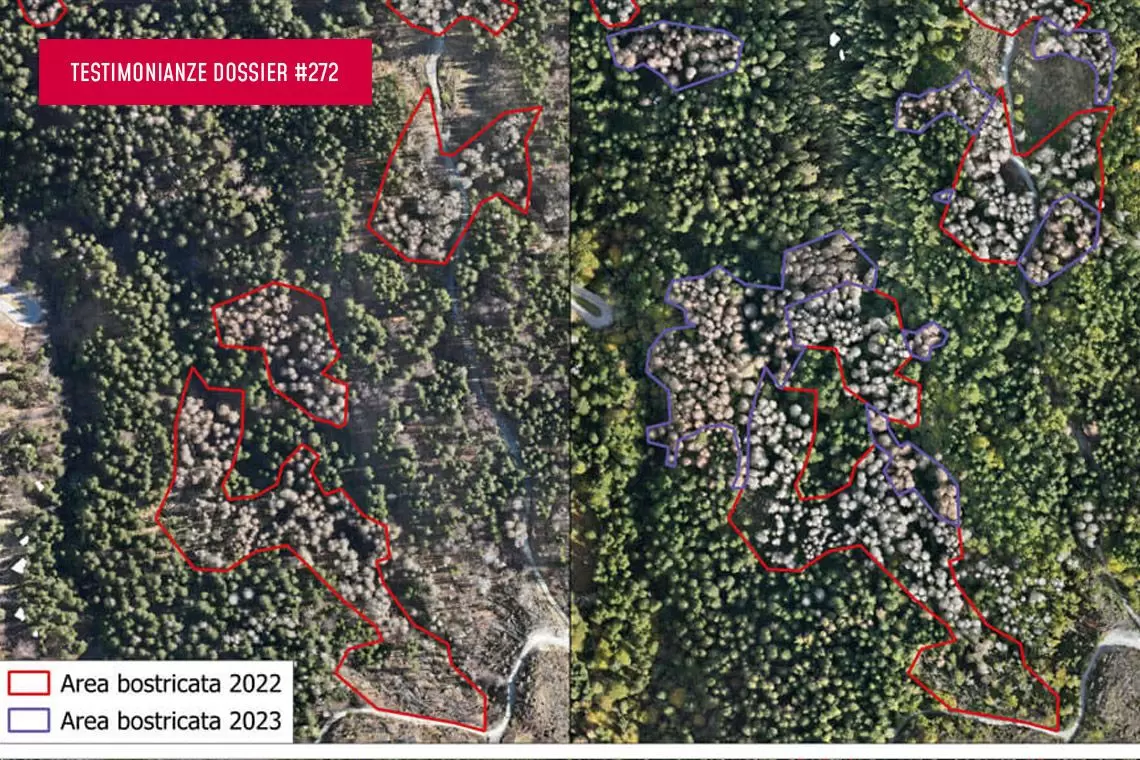 Il lavoro dei professionisti dopo Vaia