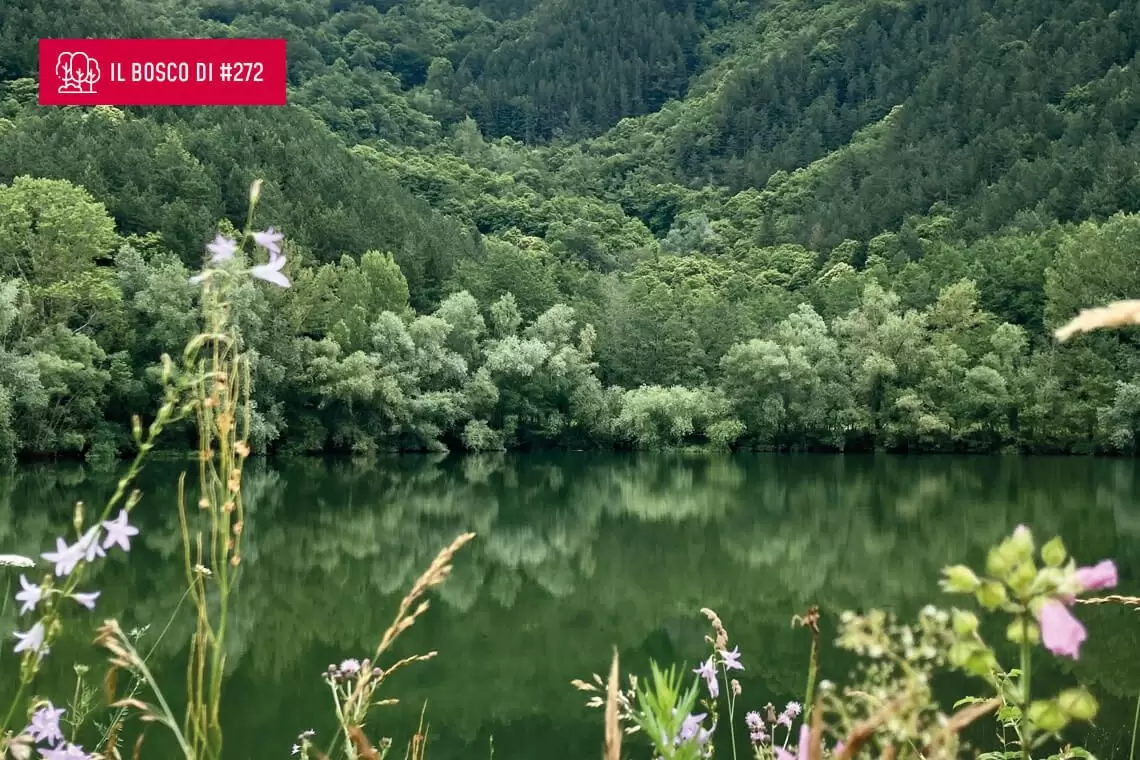 Rincine: il bosco di...Toni Ventre