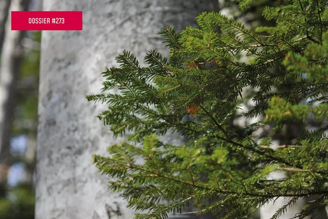 A.Bi.E.S per ridare valore ad un legno storico