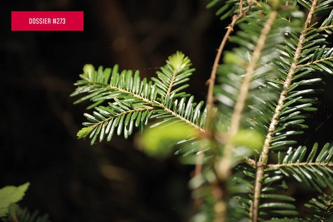 Caratterizzazione genetica abetine casentinesi