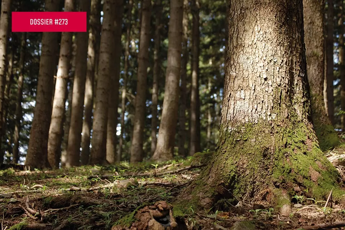 A.Bi.E.S progetto per l’abete bianco in Casentino 