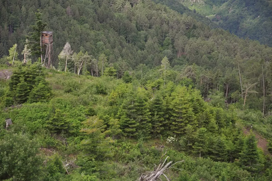 Dialogo tra gestione faunistica e forestale 